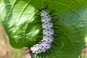 A full color photo of a spiky white and black zebra longwing caterpillar on the underside of a large green leaf