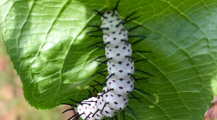 A full color photo of a spiky white and black zebra longwing caterpillar on the underside of a large green leaf