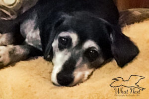 An image of a black daschund mix with white markings on her face and chest. The dog is lying comfortably on a fleece bed.