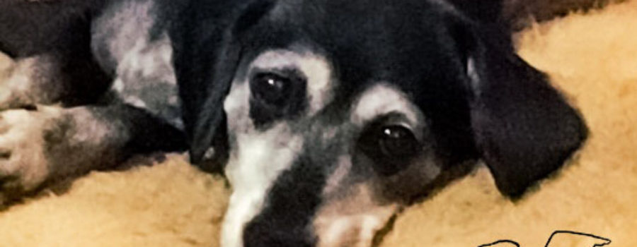 An image of a black daschund mix with white markings on her face and chest. The dog is lying comfortably on a fleece bed.