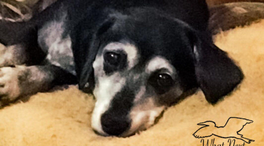 An image of a black daschund mix with white markings on her face and chest. The dog is lying comfortably on a fleece bed.