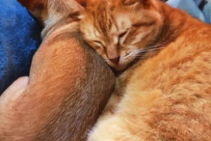 An orange tabby cat and a tan chihuahua cuddled together on a soft blue blanket taking a nap.