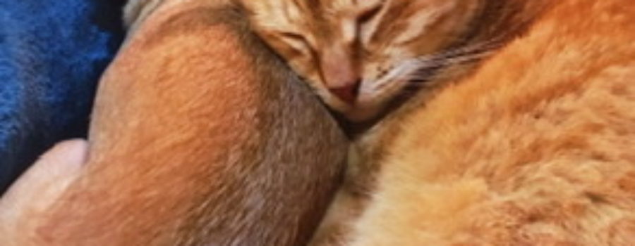 An orange tabby cat and a tan chihuahua cuddled together on a soft blue blanket taking a nap.