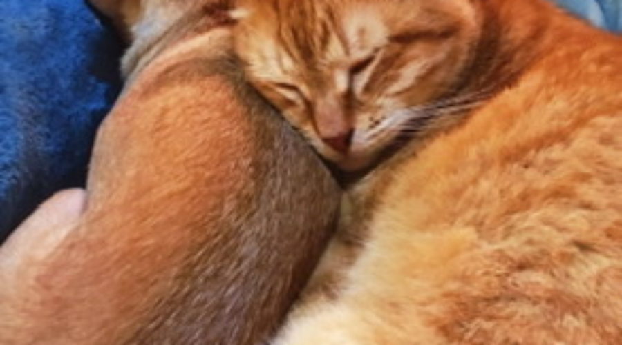 An orange tabby cat and a tan chihuahua cuddled together on a soft blue blanket taking a nap.