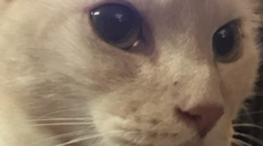 A photo of a lightly colored orange tabby cat’s face turned slightly away from the camera.