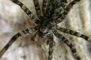 A large black and white banded fishing spider on a white wooden wall.