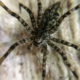 White Banded Fishing Spiders Have an Unusual Life Style