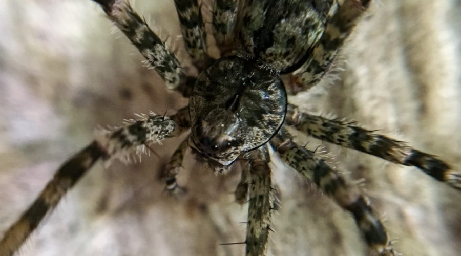 A large black and white banded fishing spider on a white wooden wall.