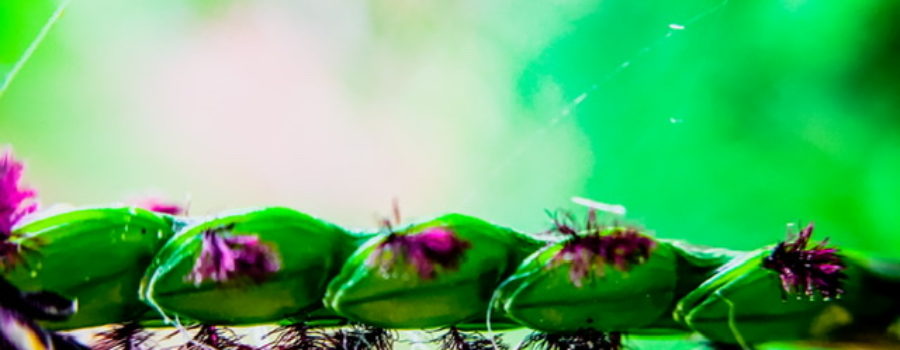 A macro photograph of a single seed head of Bahia grass with plump green seeds and purple and black tassels.