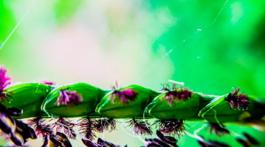 A macro photograph of a single seed head of Bahia grass with plump green seeds and purple and black tassels.