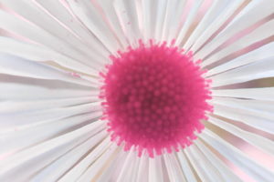 A closeup of a Boltonia flower with many radiating white petals from a normally yellow center. In this particular photo, that center color has been changed to pink.