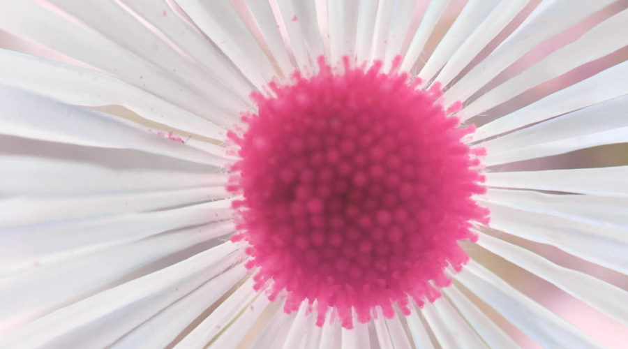 A closeup of a Boltonia flower with many radiating white petals from a normally yellow center. In this particular photo, that center color has been changed to pink.