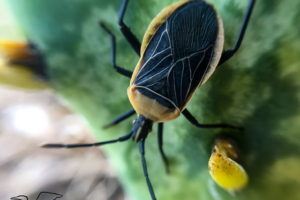 A closeup full color photo of a black and yellow adult cactus bug crawling on the pad of a prickly pear cactus.