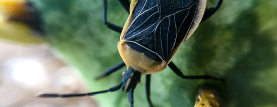 A closeup full color photo of a black and yellow adult cactus bug crawling on the pad of a prickly pear cactus.