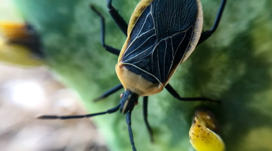 A closeup full color photo of a black and yellow adult cactus bug crawling on the pad of a prickly pear cactus.