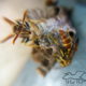 Paper Wasps are Beautiful and Great for the Environment