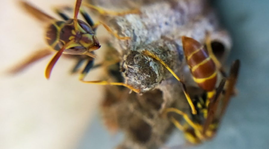 A pair of yellow and black paper wasps working busily on building their nest of tubes made from plant fibers and saliva.