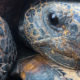 Florida Gopher Tortoises are Unique and Amazing