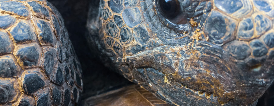 A closeup of the face of a gopher tortoise