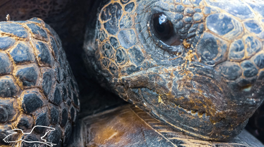 A closeup of the face of a gopher tortoise