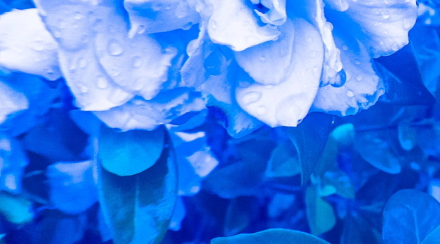 A pair of gardenia flowers in full bloom surrounded by the green leaves of the bush. The whole photo is tinted with blue.