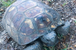 My Friend, the Gopher Tortoise