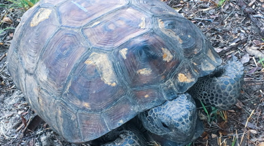 My Friend, the Gopher Tortoise