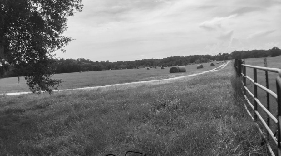 A black and white photo of several round bales of hay in a hay field on a beef cattle farm.