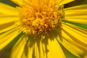 One of my Favorite Fall Wildflowers is Camphorweed
