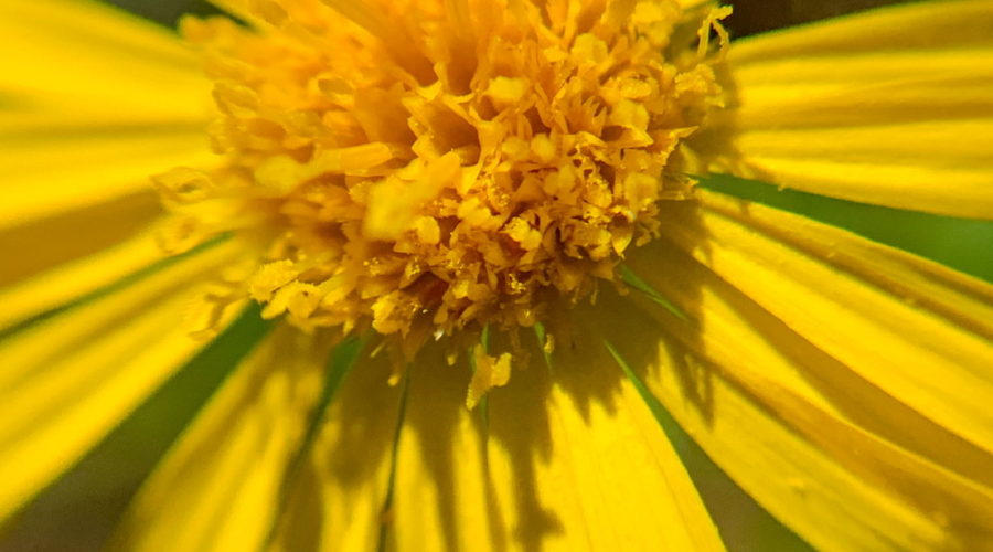 One of my Favorite Fall Wildflowers is Camphorweed