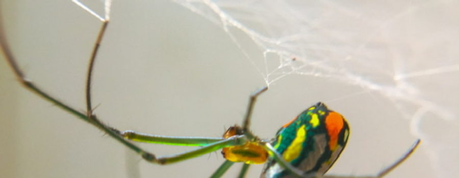A brightly colored green, orange, white and yellow Mabel orchard orb weaver spider hangs upside down from its legs which are holding onto an intricate web.