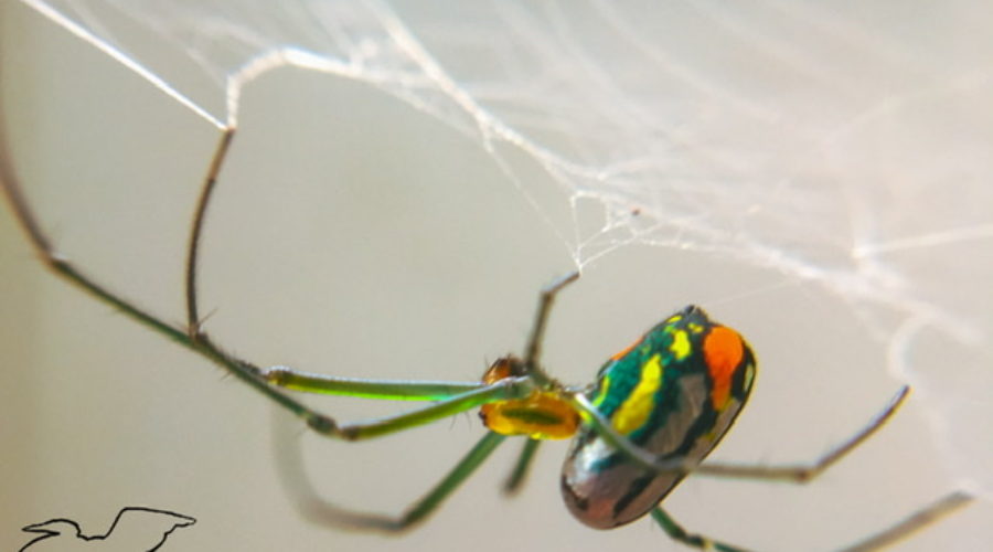 A brightly colored green, orange, white and yellow Mabel orchard orb weaver spider hangs upside down from its legs which are holding onto an intricate web.