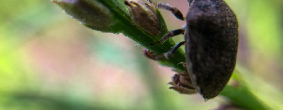 How to Use Its Specialized Life Cycle Against the Milkweed Stem Weevil