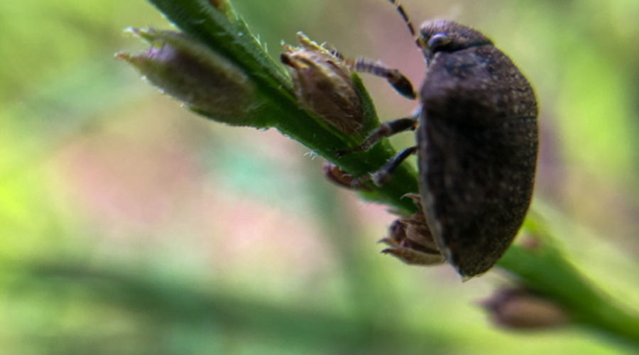 How to Use Its Specialized Life Cycle Against the Milkweed Stem Weevil