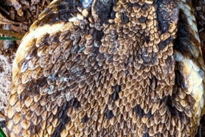 Eastern Diamondback Rattlesnakes are Dangerous, but also Useful