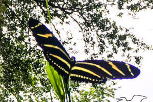 A beautiful black and yellow striped zebra longwing butterfly with wings fully extended landing on passion fruit vine