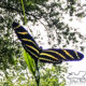 The Beautiful Florida State Butterfly, the Zebra Longwing