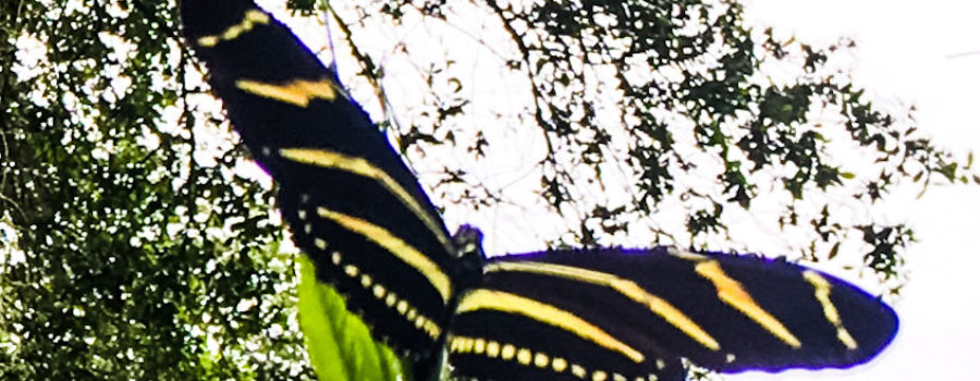 A beautiful black and yellow striped zebra longwing butterfly with wings fully extended landing on passion fruit vine