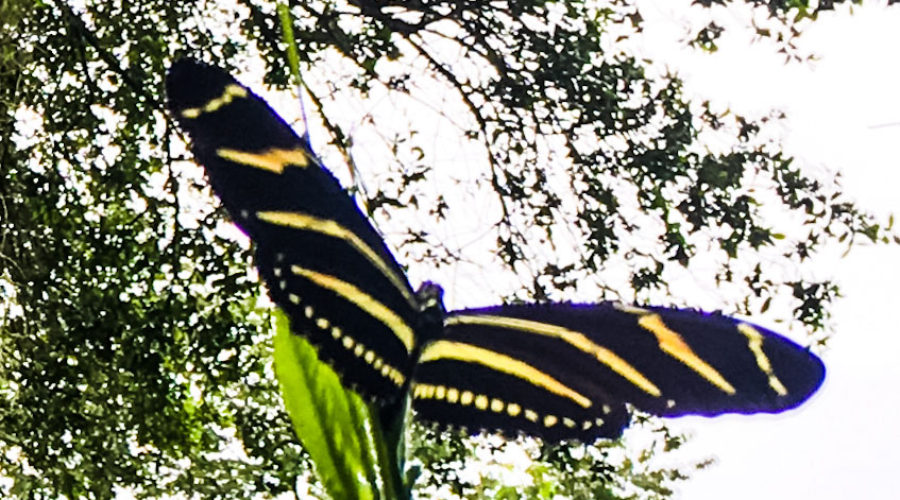 A beautiful black and yellow striped zebra longwing butterfly with wings fully extended landing on passion fruit vine