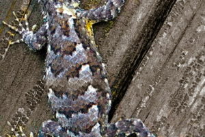 A multi colored, male fence lizard tries to camouflage himself on a piece of old wooden fence on a sunny afternoon.