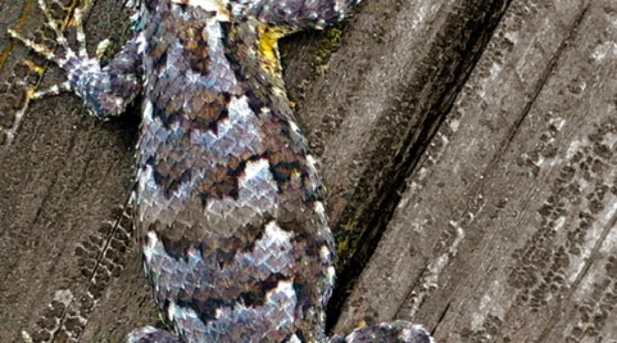 A multi colored, male fence lizard tries to camouflage himself on a piece of old wooden fence on a sunny afternoon.