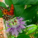 Video: A Brush Footed Butterfly Balancing on a Leaf