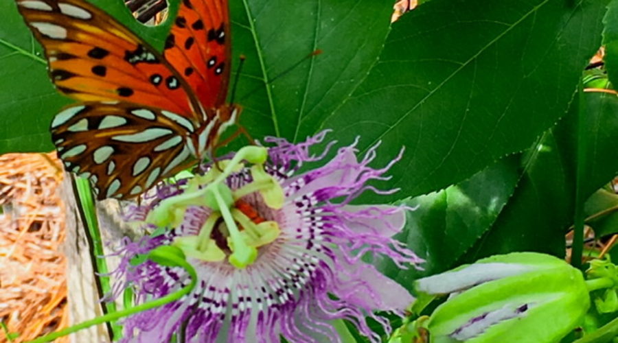 An orange brush footed butterfly with black and white spotted wings landing on an exotic looking purple passion fruit flower with wings partially extended.