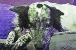 A photograph of a white and black medium haired mixed breed dog lying with her chin resting on her paws and her bed. Shadows are shaded in purple.