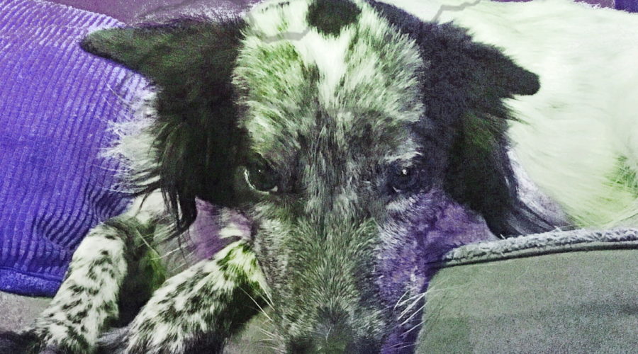 A photograph of a white and black medium haired mixed breed dog lying with her chin resting on her paws and her bed. Shadows are shaded in purple.