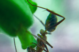 A macro photo of a Florida carpenter ant as it searches for the last bits of nectar in a passion fruit flower that is closing up to become a piece of fruit.