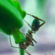 Florida Carpenter Ants Love Passion Fruit Flower Nectar