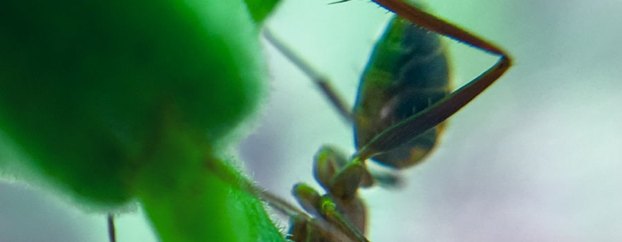 A macro photo of a Florida carpenter ant as it searches for the last bits of nectar in a passion fruit flower that is closing up to become a piece of fruit.