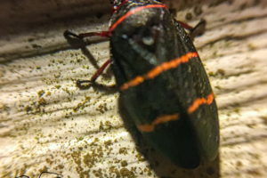 An adult two lined spittlebug bug with it’s rich black wings and two orangish red lines running across them.