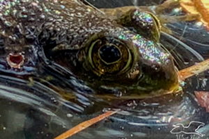 A closeup image of the head and face of an American bullfrog as it floats on a pond on a sunny fall afternoon
